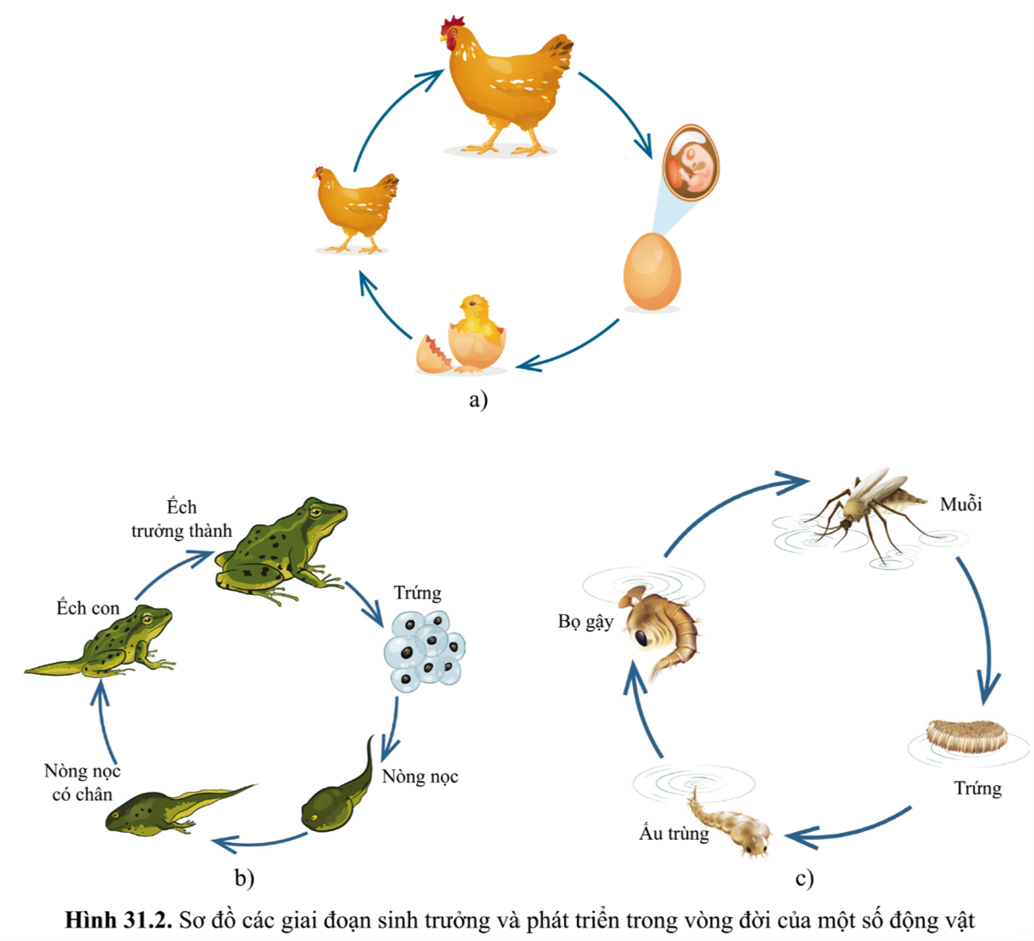 Lý thuyết các giai đoạn sinh trưởng và phát triển ở động vật sinh 7