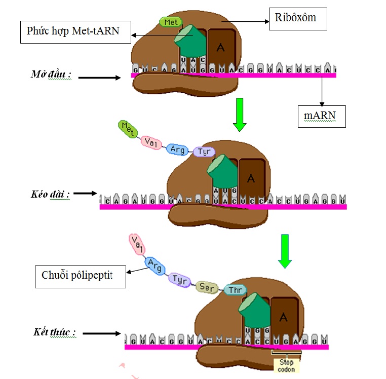 Hình 1: Sơ đồ mô tả quá trình  tổng hợp chuỗi pôlipeptit
