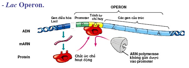 Hình 1: Cơ chế điều hòa hoạt động của operon Lac khi môi trường không có Lactozơ