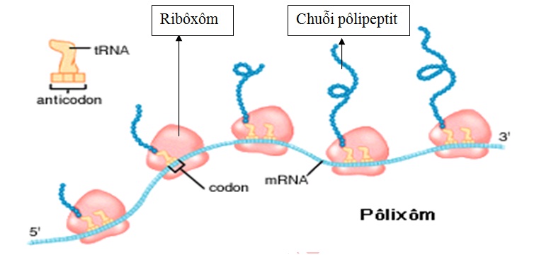 Hình 2: Các polixom cùng tổng hợp trên một phân tử mARN