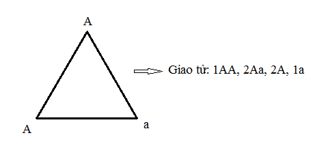 Hình 3. Sơ đồ hình tam giác