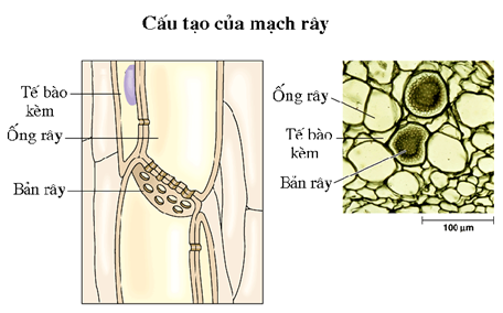 Hình 2. Cấu tạo của mạch rây Hình 2. Cấu tạo của mạch rây