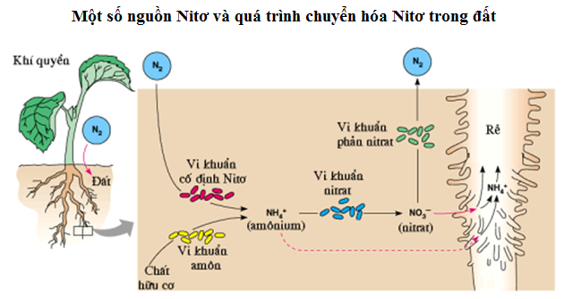 Quá trình chuyển hóa nitơ trong đất - ảnh 3