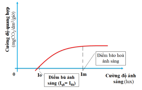 "Điểm Bù Ánh Sáng Là Gì?": Khám Phá Bí Mật Đằng Sau Cơ Chế Quang Hợp Và Hô Hấp Cây