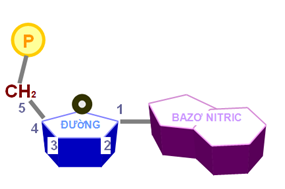 Axit nuclêic - ADN - ảnh 1