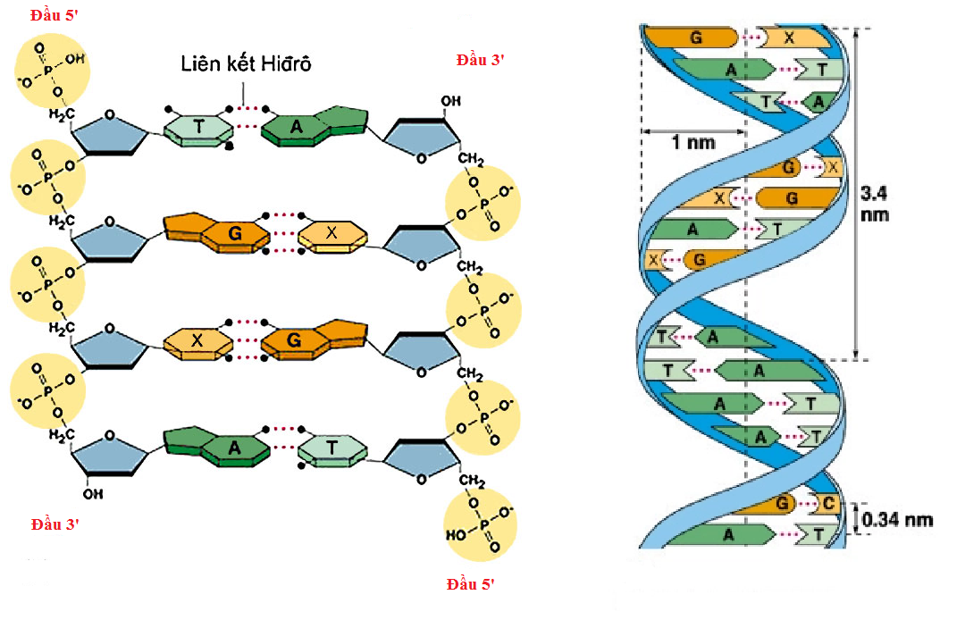 Axit nuclêic - ADN - ảnh 2