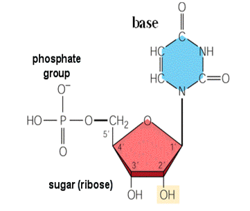 Axit nuclêic - ARN - ảnh 1