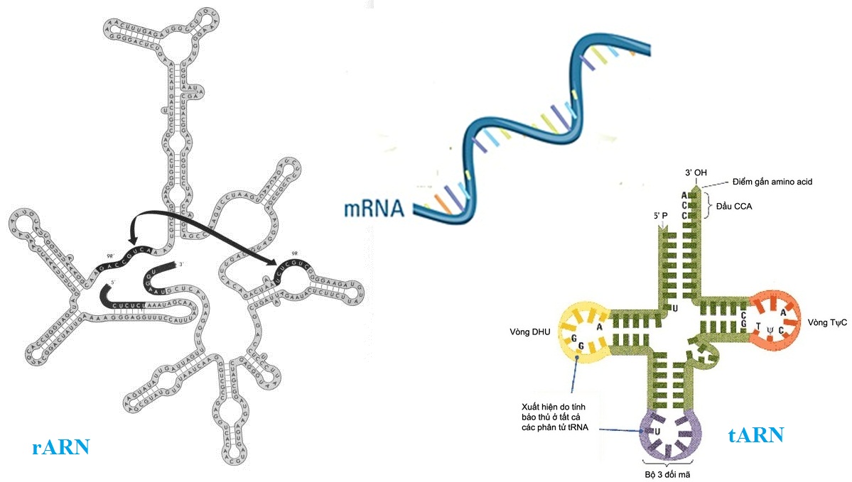 Axit nuclêic - ARN - ảnh 2