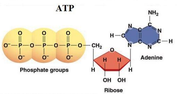 Cấu tạo phân tử ATP