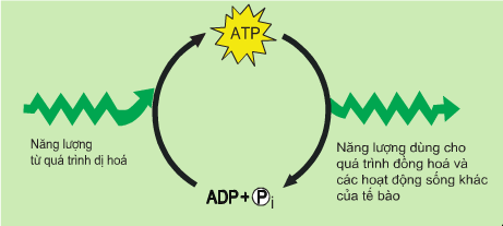 Quá trinh tổng hợp và phân giải ATP