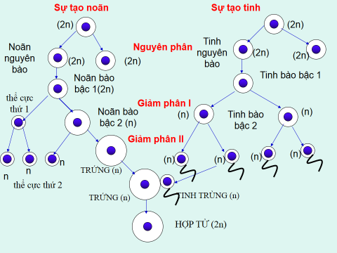 Diễn Biến Quá Trình Thụ Tinh