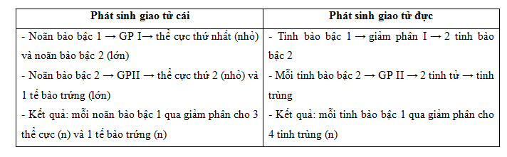 so sánh phát sinh giao tử đực và cái