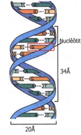 Cấu trúc không gian của ADN
