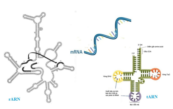 Các loại ARN