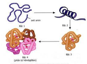 cấu trúc bậc của protein