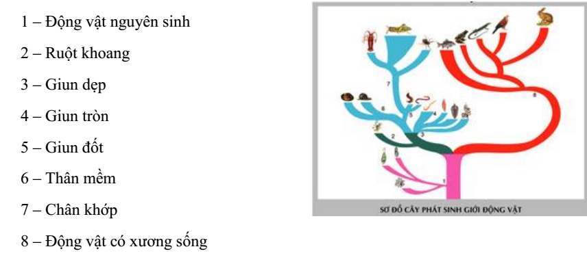 Cây phát sinh giới động vật Cây phát sinh giới động vật