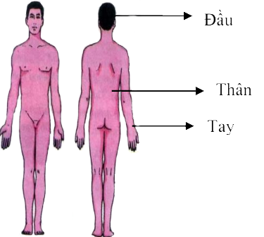 Các phần cơ thể người Các phần cơ thể người