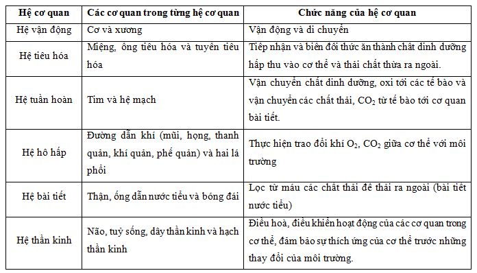 Lý thuyết Cấu tạo cơ thể người sinh 8