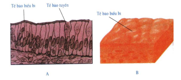 mô biểu bì mô biểu bì