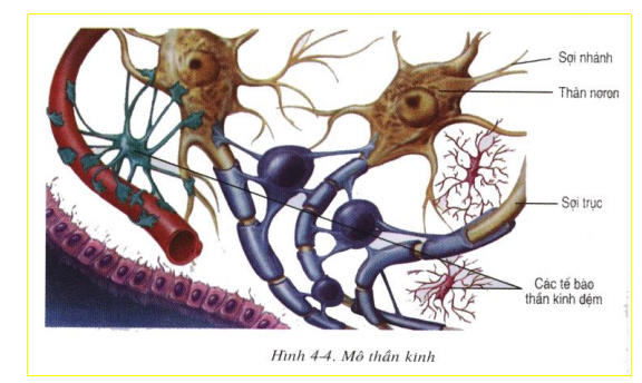 Mô thần kinh Mô thần kinh