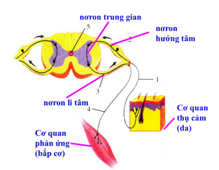 cung phản xạ cung phản xạ