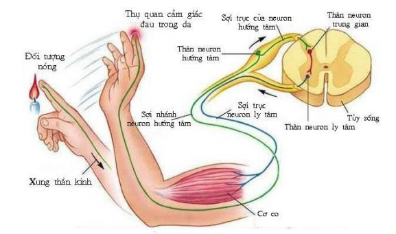 vòng phản xạ vòng phản xạ