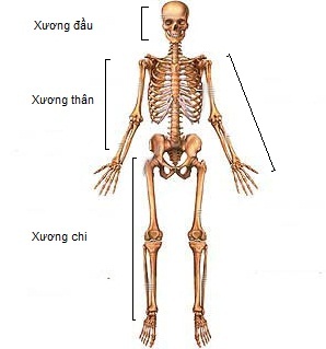 Các phần của bộ xương người Các phần của bộ xương người