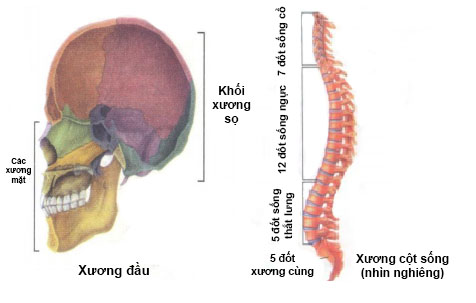 Xương đầu và xương cột sống Xương đầu và xương cột sống