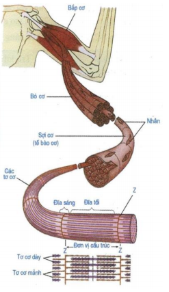 cấu tạo cơ và bắp cơ