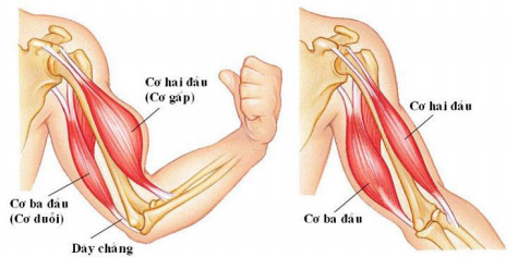 thí nghiệm co cơ thí nghiệm co cơ