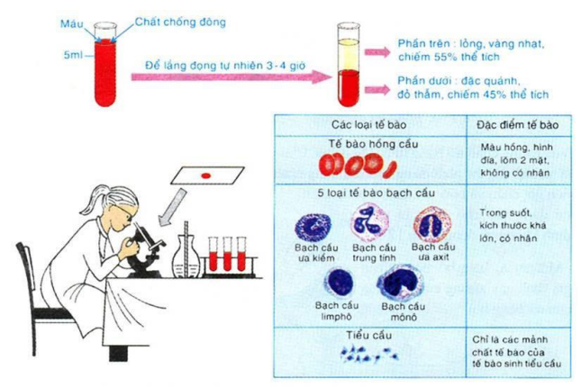 thành phần của máu thành phần của máu