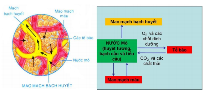 môi trường trong cơ thể môi trường trong cơ thể