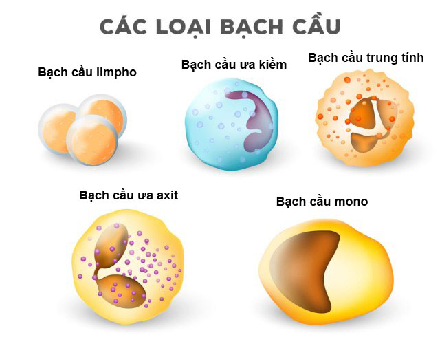 Các loại bạch cầu Các loại bạch cầu