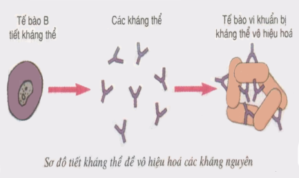 kháng thể vô hiệu kháng nguyên kháng thể vô hiệu kháng nguyên