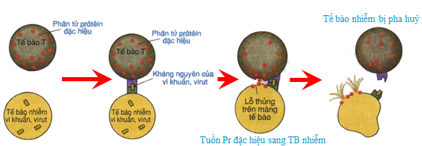 tế bào độc tế bào độc