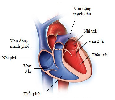 cấu tạo trong của tim