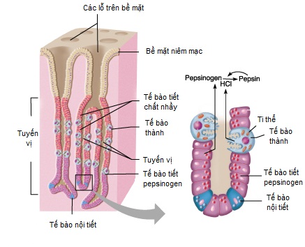 Lý thuyết Tiêu hóa ở dạ dày sinh 8