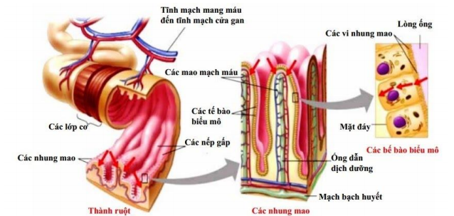 cấu tạo thành ruột non cấu tạo thành ruột non