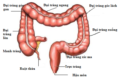 ruột già ruột già