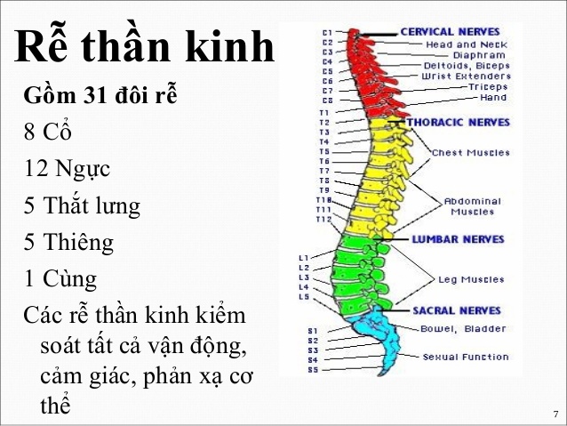 số lượng dây thần kinh tủy