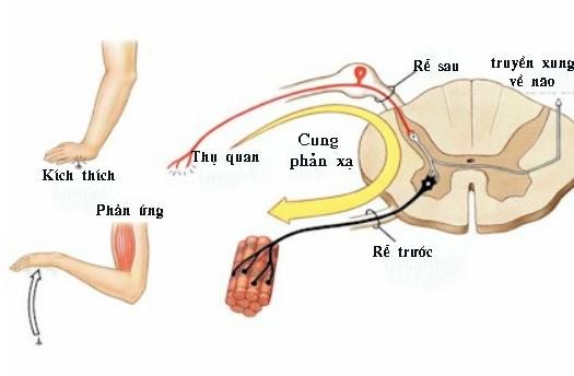 Lý Thuyết Dây Thần Kinh Tủy Sinh 8