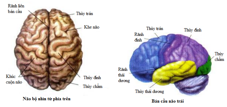 cấu tạo đại não