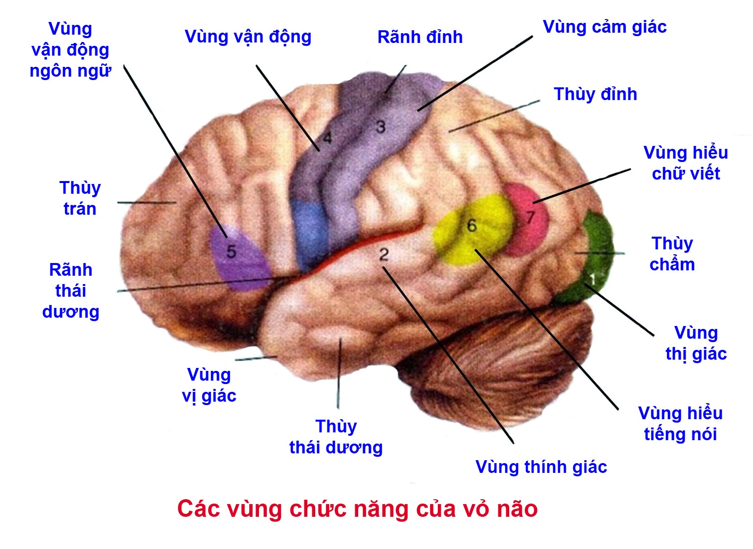 phân vùng chức năng đại não
