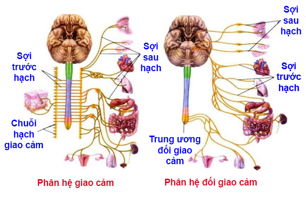 so sánh giao cảm và đối giao cảm