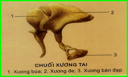 chuỗi xương tai