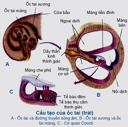 cấu tạo ốc tai 1