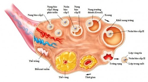 hoạt động của buồng trứng