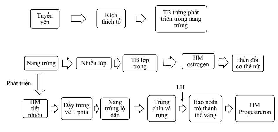 quá trình phát triển của trứng