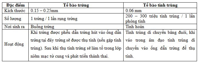 so sánh tế bào tinh trùng và trứng