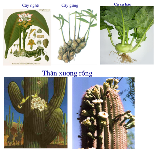 Lý thuyết Biến dạng của thân sinh 6